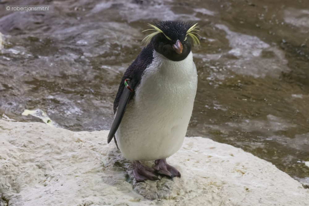 Foto van Zuidelijke Rotspinguïn () in Pairi Daiza België