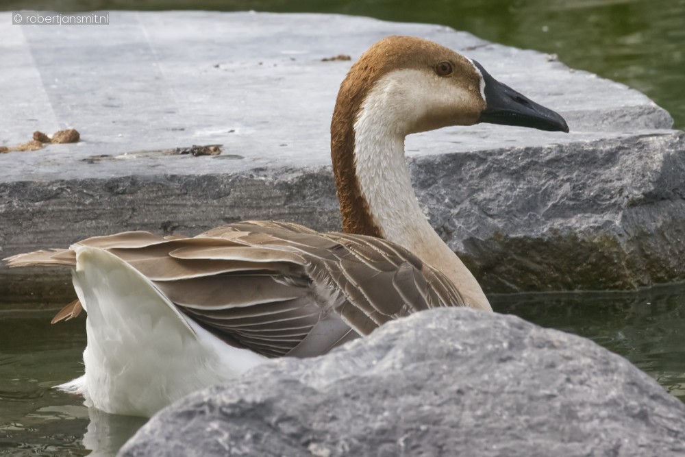 Foto van Zwaangans (Anser cygnoides) in Pairi Daiza België