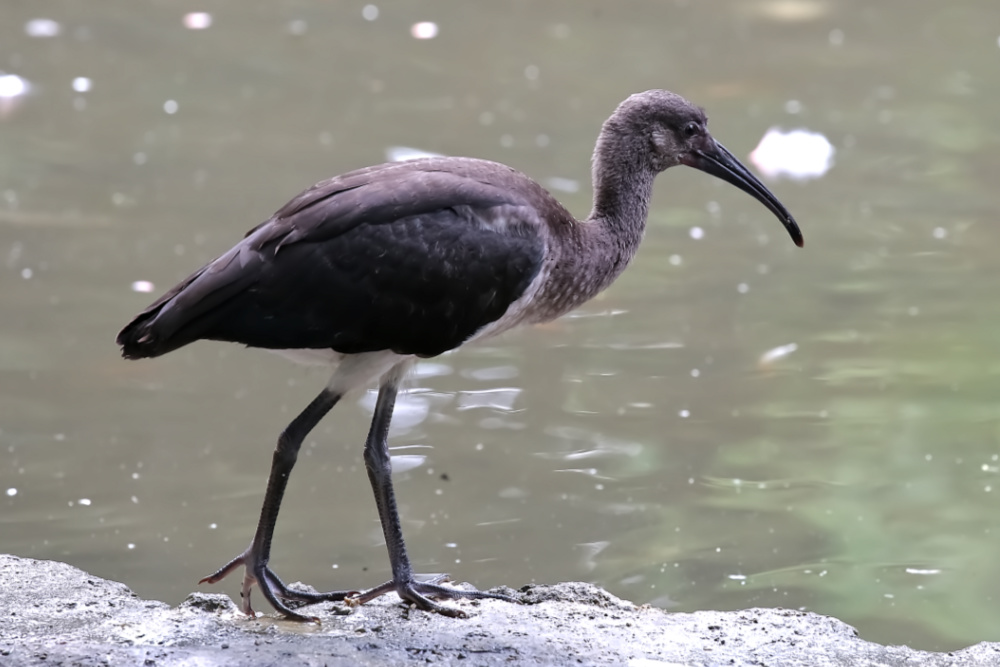 Zwarte ibis 