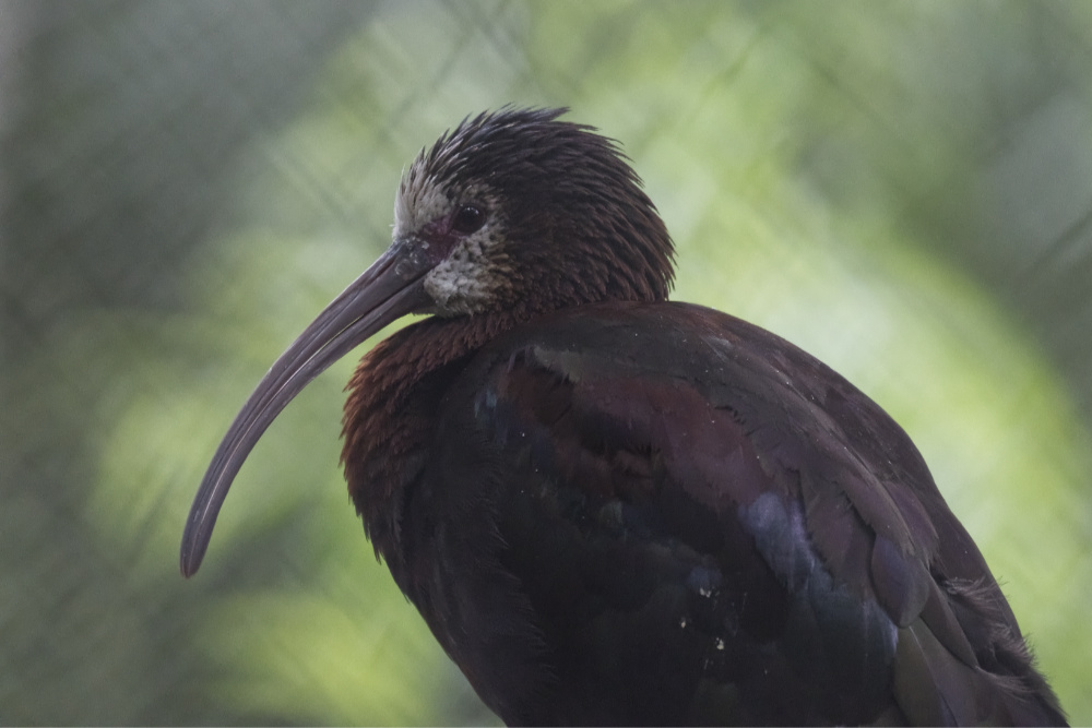 Zwarte ibis 