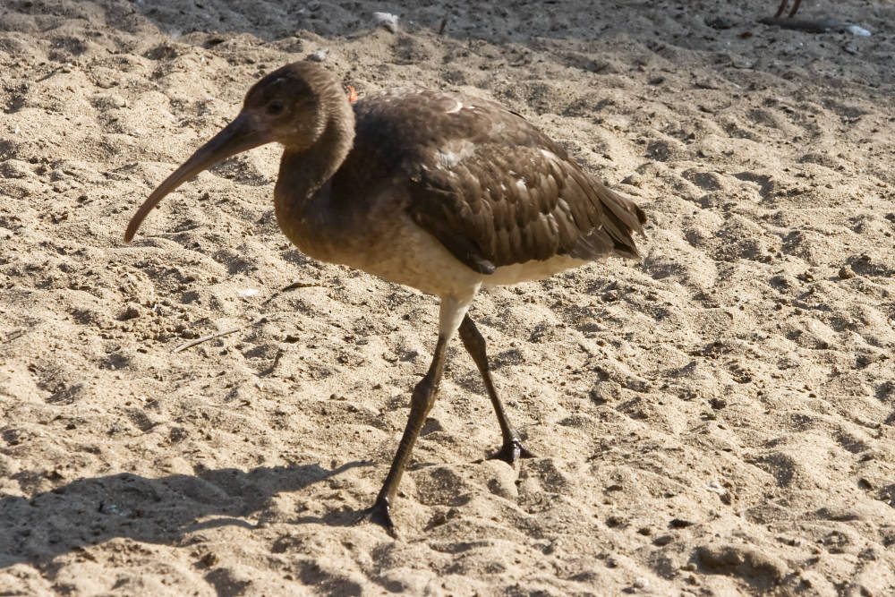 Zwarte ibis 