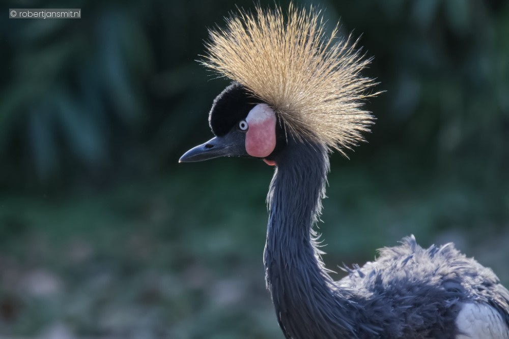 Foto van Zwarte kroonkraanvogel (Balearica pavonina) in Avifauna Alphen a/d Rijn