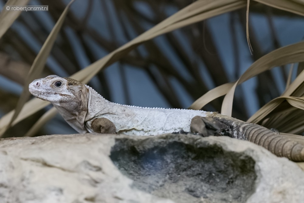 Foto van Zwarte Leguaan (Ctenosaura pectinata) in Blijdorp Rotterdam