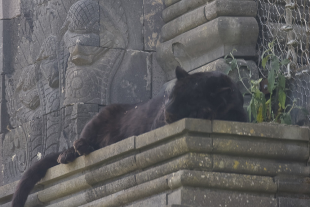 Foto van Zwarte panter () in Pairi Daiza België