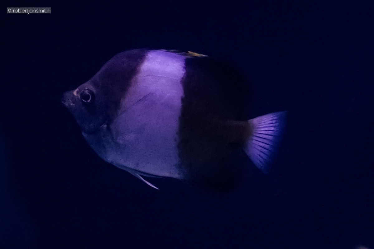 Foto van Zwarte Piramide Koraalvlinder (Chaetodontidae) in Blijdorp Rotterdam