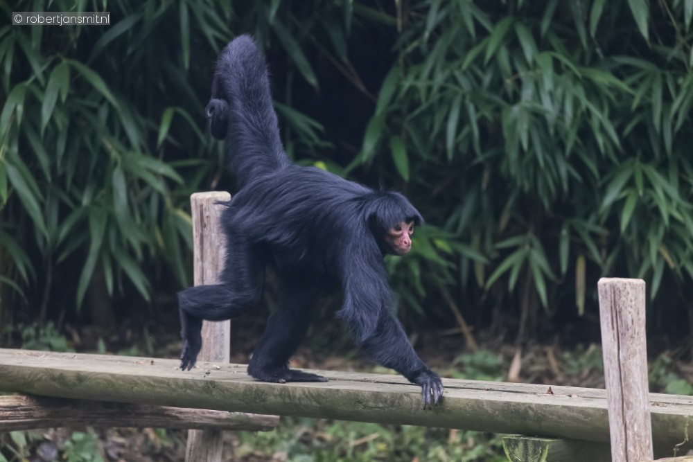 Foto van Zwarte slingeraap (Ateles paniscus) in ZooParc Overloon