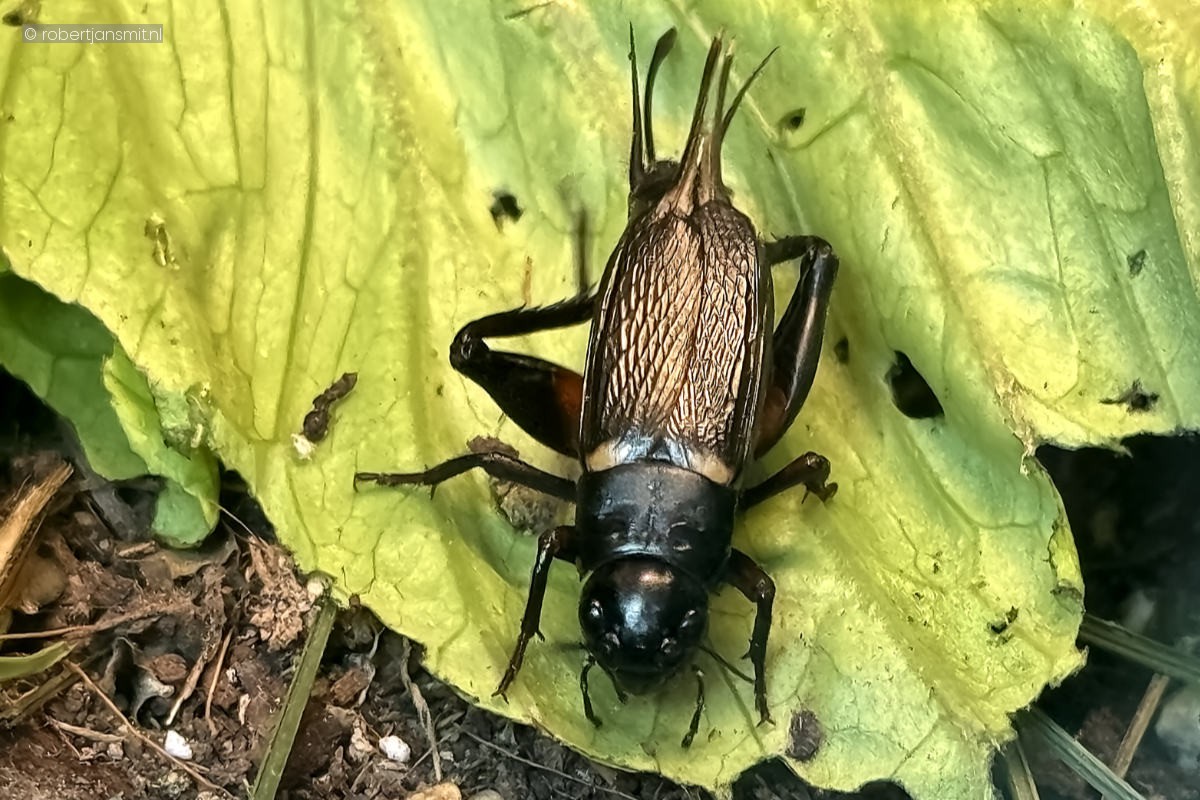 Foto van Zwarte Veldkever (Gryllus campestris) in Artis Amsterdam