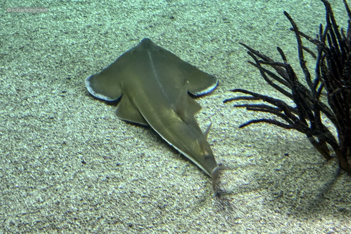 Foto van Zwartkin-gitaarrog (Glaucostegus cemiculus) in Burgers Zoo Arnhem