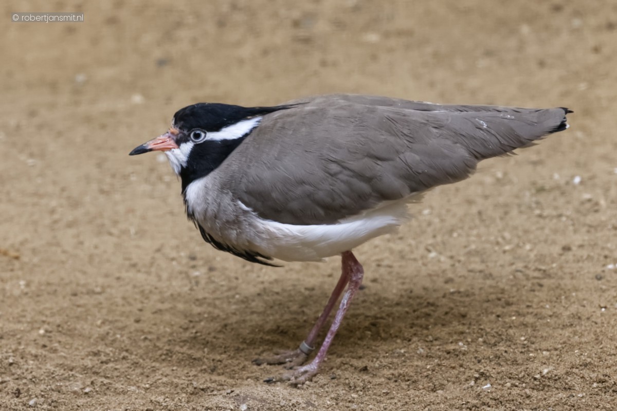 Foto van Zwartkopkievit (Vanellus tectus) in Zoo Berlin