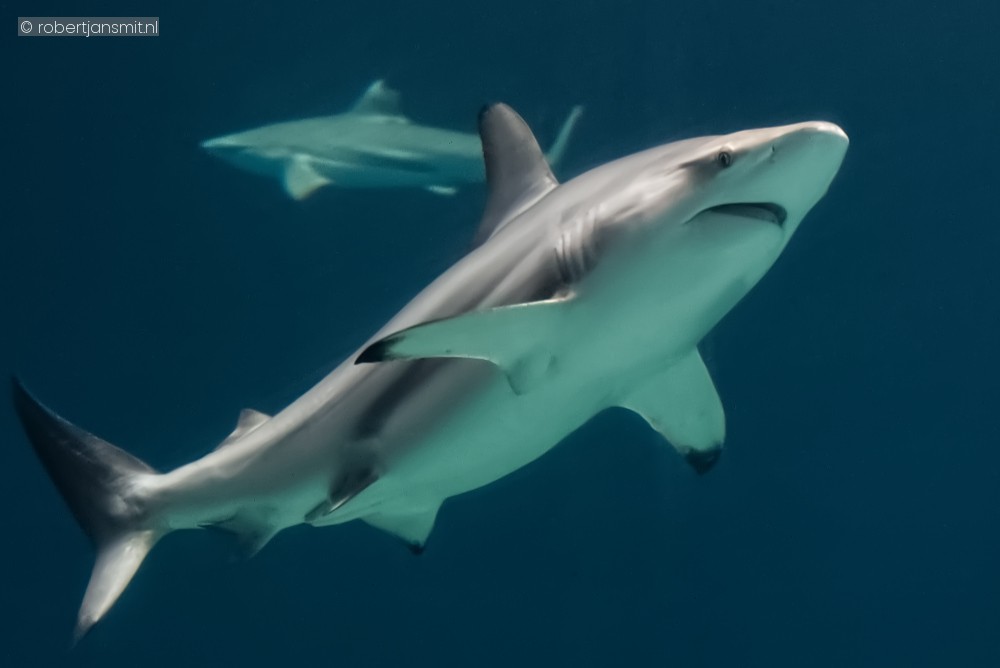 Foto van Zwartpuntrifhaai (Carcharhinus melanopterus) in Burgers Zoo Arnhem
