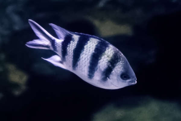 Abudefduf sexfasciatus