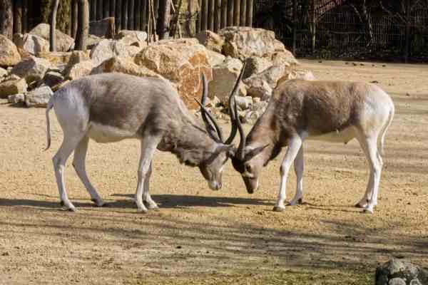 Addax