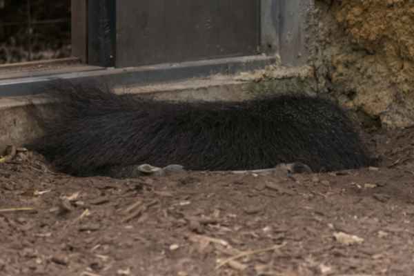 Kwaststaart stekelv. (Af)