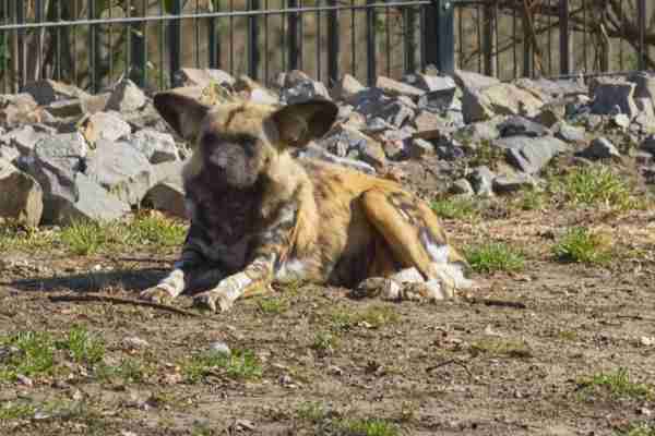 Afrikaanse Wilde Hond
