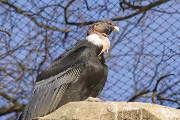 Andescondor