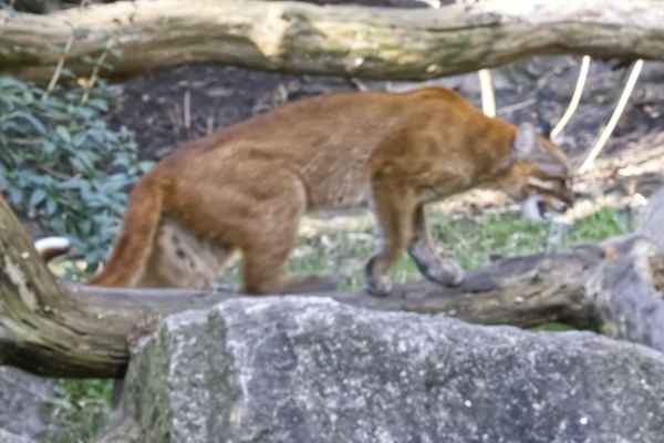 Aziatische goudkat