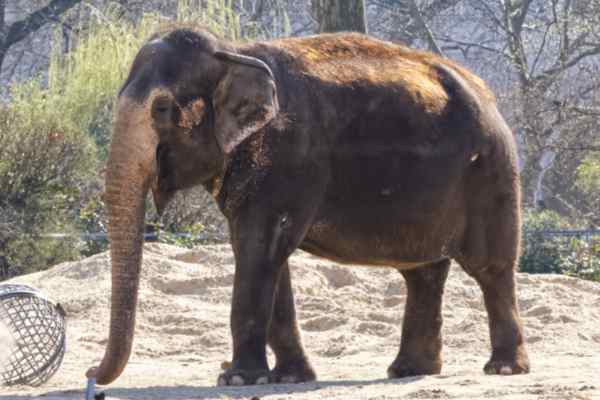 Aziatische Olifant