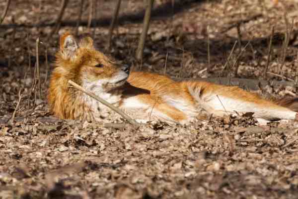 Aziatische wilde hond