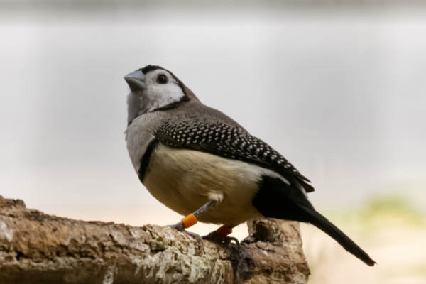 Bichenows astrild