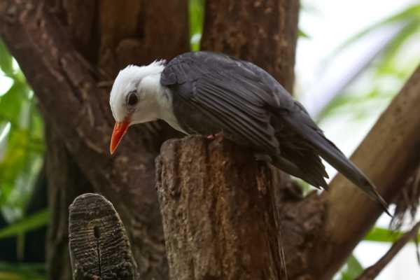 Binghams buulbuul