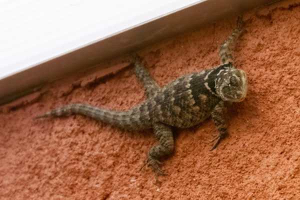 Blauwe stekelleguaan