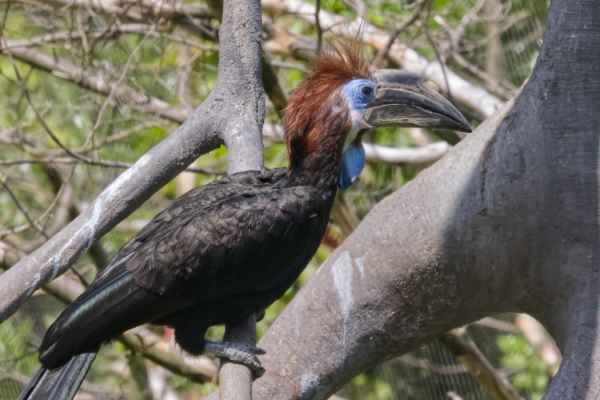Blauwkeelneushoornvogel