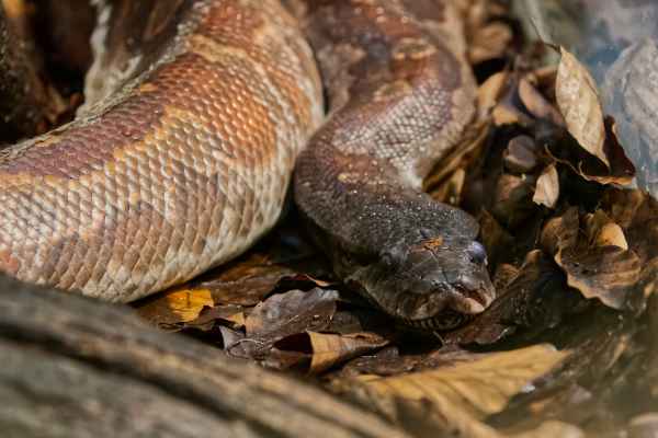 Bloed python