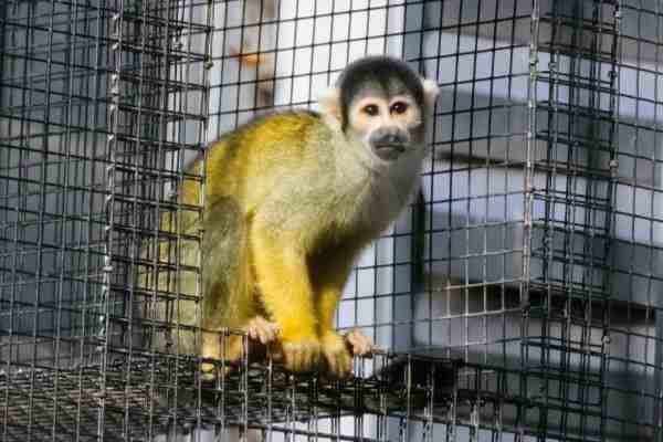 Boliviaans doodshoofdaapje