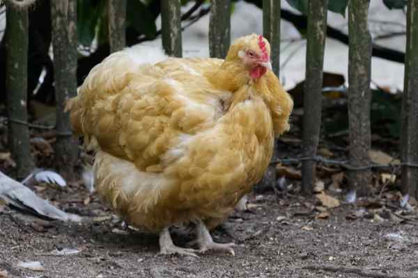 Buff Orpington