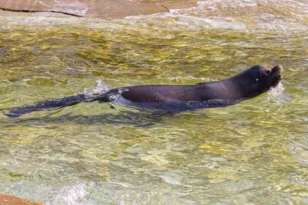 Californische zeeleeuw