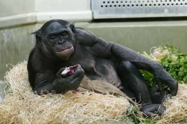 Chimpansee