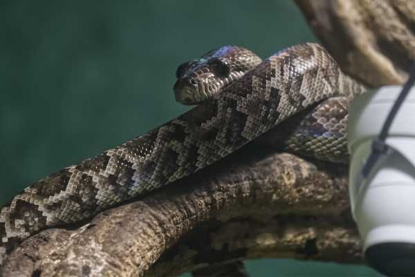 Cubaanse Boa