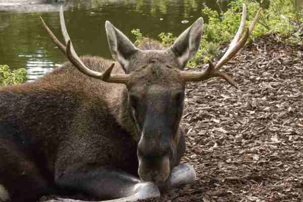 Eland