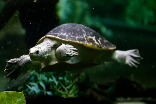 Elseya Branderhorsti