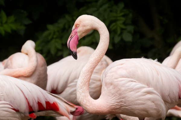 Europese flamingo