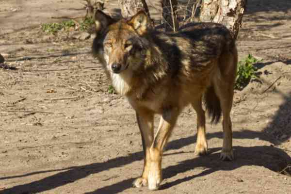 Europese Wolf
