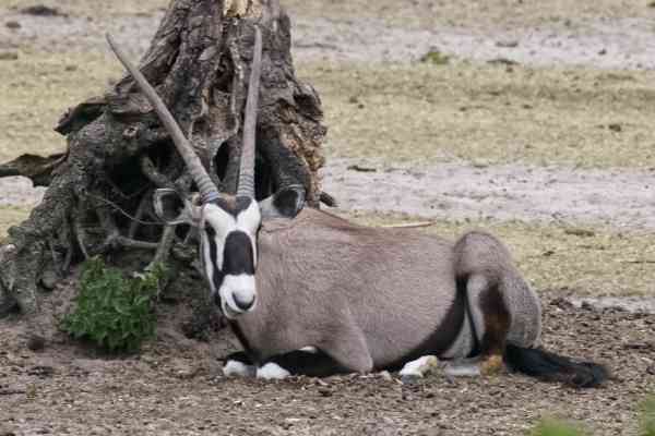 Gemsbok