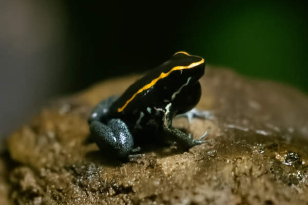 Gestreepte gifkikker