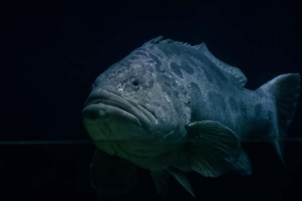 Gevlekte reuzentandbaars