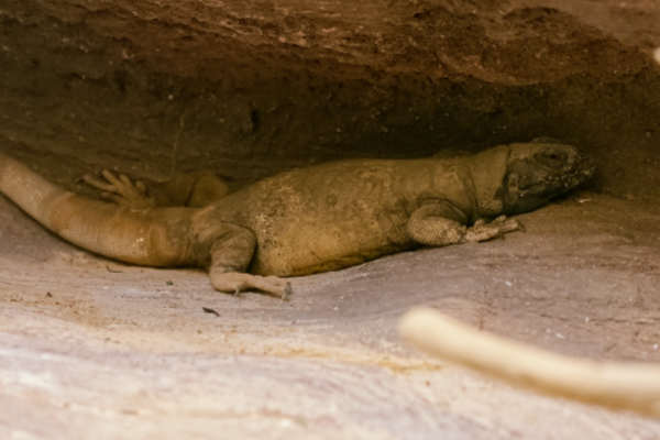 Gewone chuckwalla