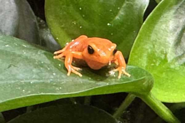 Gouden mantella