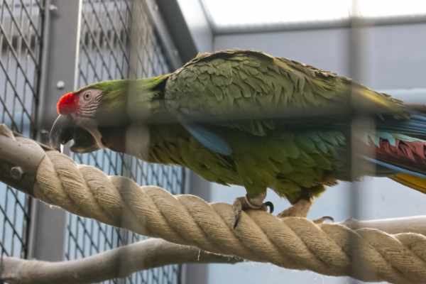 Groene ara
