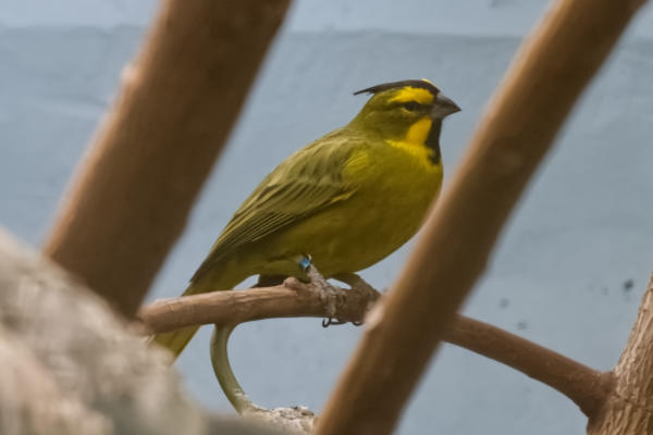 Groene kardinaal