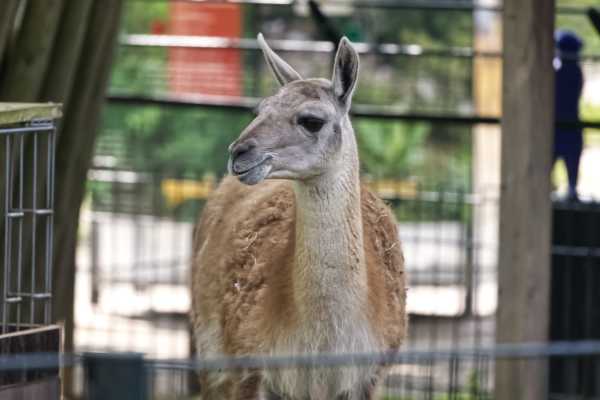 Guanaco