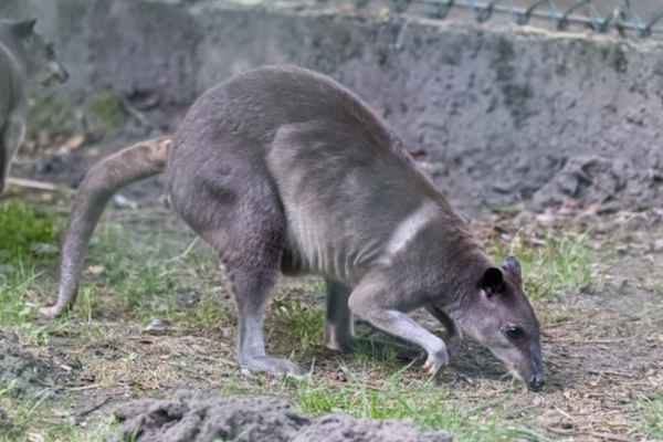 Hagen wallaby