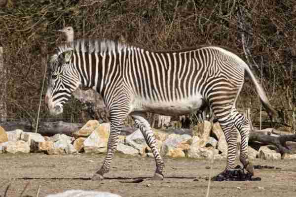 Hartmanns bergzebra
