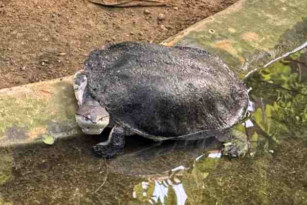 Kikkerkopschildpad
