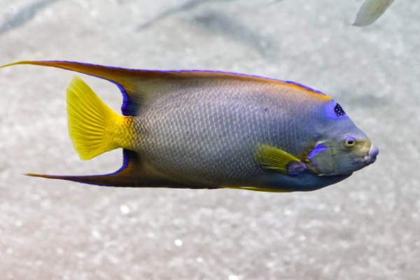 Gekroonde Keizersvis