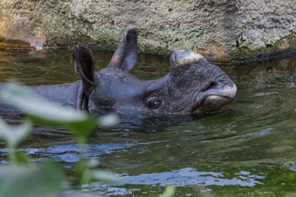 Indische neushoorn