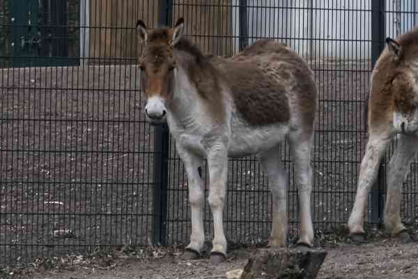 Kiang